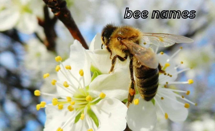 Bee Names