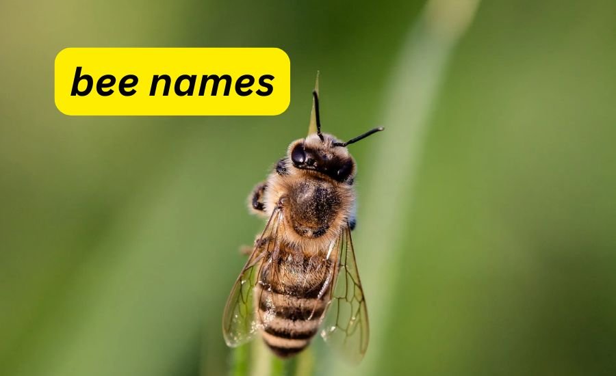 Bee Names