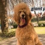 giant poodle