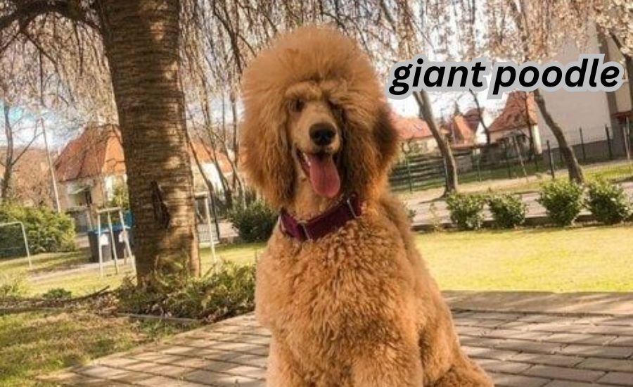 giant poodle