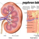 nephron labeled