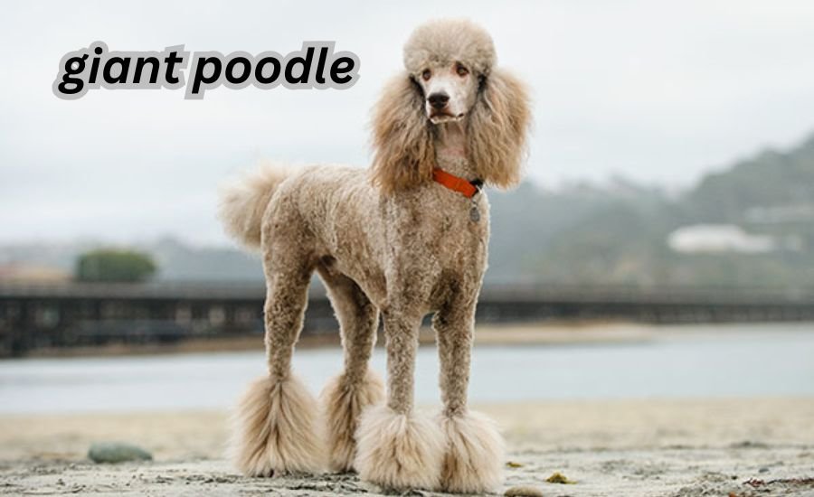 giant poodle